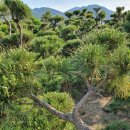 해송 농장 이미지