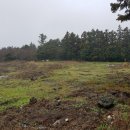 표선리-1 이미지