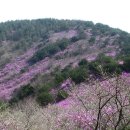 대곡산 Daum카페