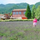 보라보라서프 | 강원도 고성 가볼만한곳 하늬라벤더팜 7월 후기