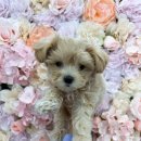 오독 강아지 안심분양센터 원주점 이미지