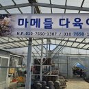 마메들다육이