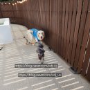 토닥민박 | 강원도 대형견 독채팬션 여행