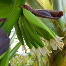 몽키바나나 이미지