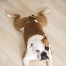 내곁에 동물병원 이미지