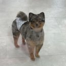 몽구 | [대전강아지미용] 대전 유성 강아지미용샵 - &lt;몽구&gt; 내돈내산후기