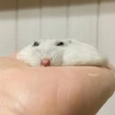 [여름휴가🌿3탄] 선재도, 첫 캠핑