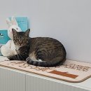 펫사랑 동물병원 이미지