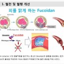 피를 맑게 도와주는 후코이단 이미지