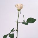백장미