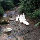 우리집 오리 이미지