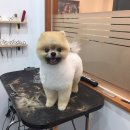 강아지 이발관 이미지