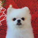 허니비 펫살롱 이미지