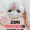 고양이 발바닥 젤리의 숨겨진 능력 이미지