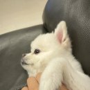 수색동물병원 | 수색동 수색동물병원에서 포메 스케일링, 발치 후기