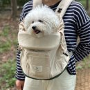 강아지 앞가방 추천 비플루프 포어백 5kg 푸들 후기