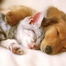 이한펫푸드 이미지