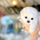 광주강아지분양 고양이분양 24시 데려가개본점 이미지