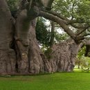 바오바브(baobab)