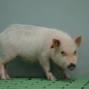 돼지 이미지