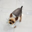 도담도담펫살롱 이미지