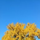 홍산객사 은행나무 | 부여 가 볼만한 곳, 홍산객사 은행나무