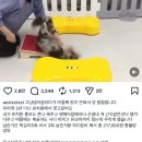 메리펫 네이버블로그