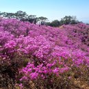 청련사 | 강화 고려산 진달래축제 개화현황 청련사코스 주차장정보 4/12일 후기