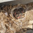 생명의소리Ⅰ 이미지