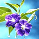 The Green Leaves of Summer - The Brothers Four 이미지