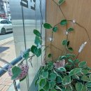 호야약국 이미지