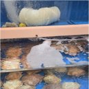 소사38소갈비살 이미지