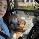 보떼독 이미지