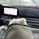 라이언펫 수원광교동물병원 이미지