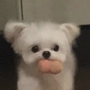 부자막창뒷고기 이미지