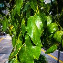 대추나무 이미지