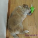 세브란스동물병원 이미지