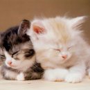 신사약국 이미지