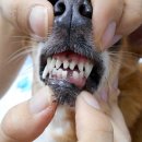 돌봄동물메디컬클리닉 이미지