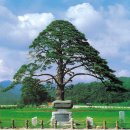 天然 記念物 (소나무.향나무)/ 세계의 다리 베스트 10 이미지