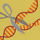 [바이오토픽] Cas9를 변경하여 CRISPR의 정확성 향상 이미지