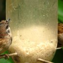 새들의 정원 이미지