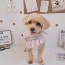 알콩달콩 애견미용실 이미지