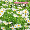영광군 산림공원과 앞 | 대구 꽃구경 가볼만한곳 진밭골 산림공원 데이지 개화 상황