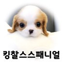 독킹