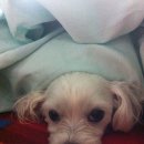 옳치 올치 이미지