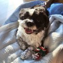 힐링위드독 | [경기연천] 애견동반 독채펜션: 반려견이 힐링할 수 있는 힐링위드독