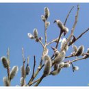 버들강아지 이미지