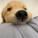 현풍석유 Daum카페