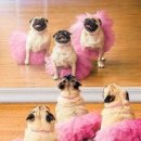 이쁜강아지 이미지